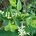 Lonicera pyrenaica P2D